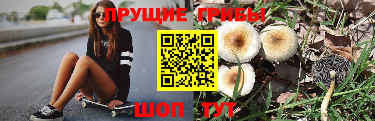 Галлюциногенные грибы Psilocybe Кандалакша